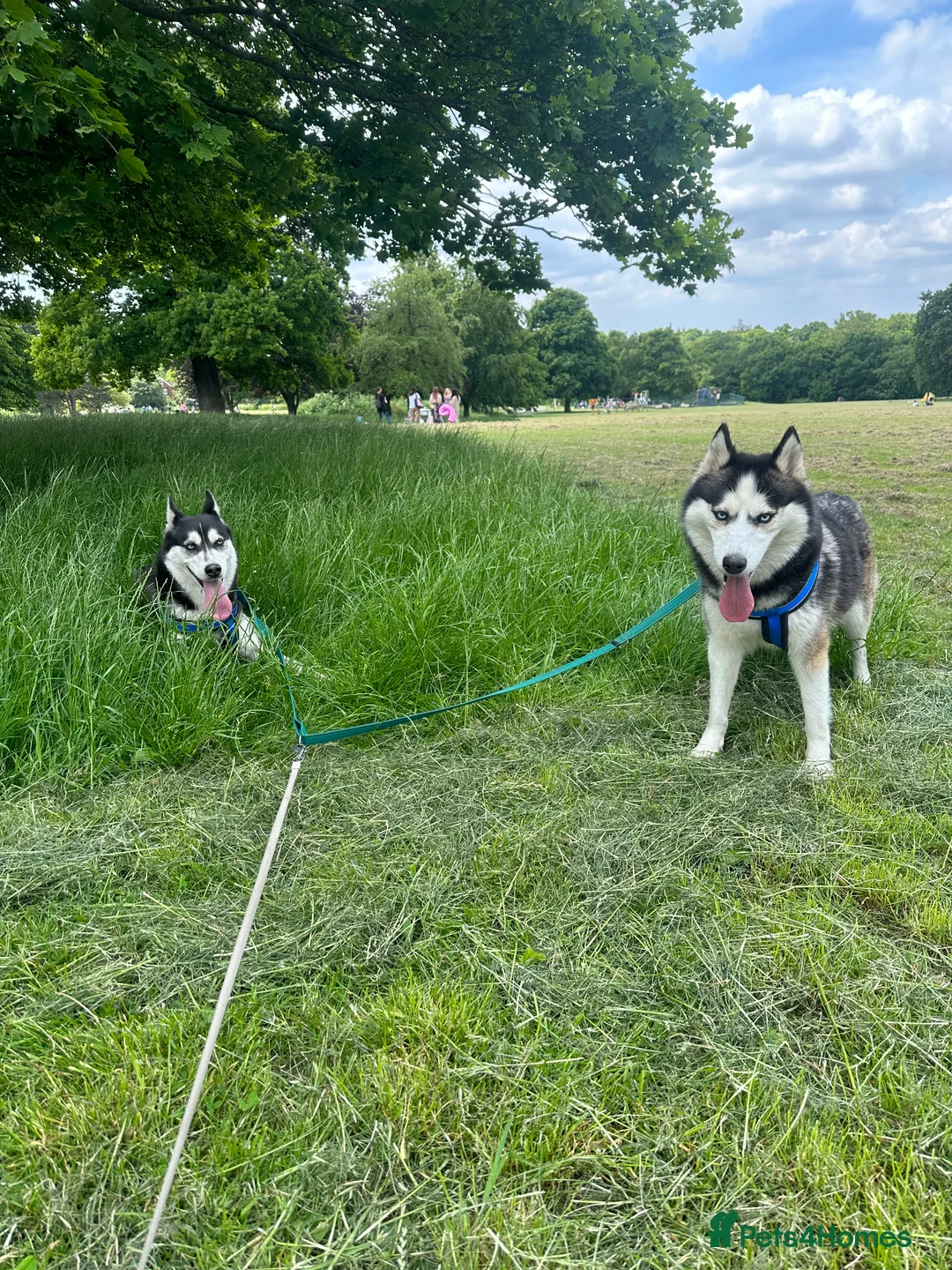 Siberian Husky dogs for sale: My beautiful Luna - Advert 4