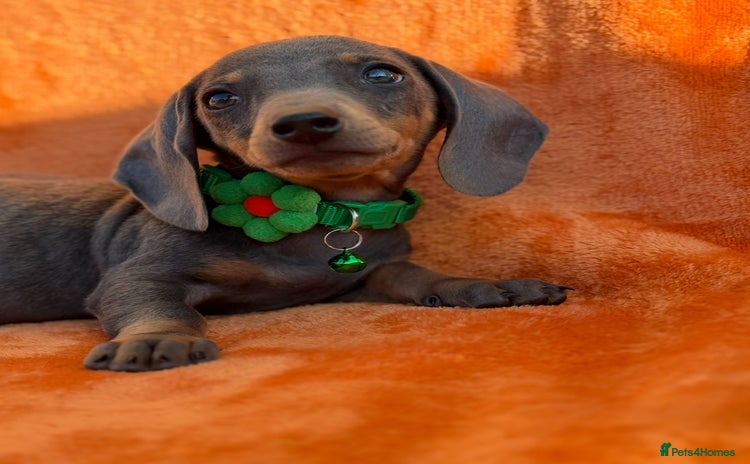 Miniature Dachshund dogs - Advert 1