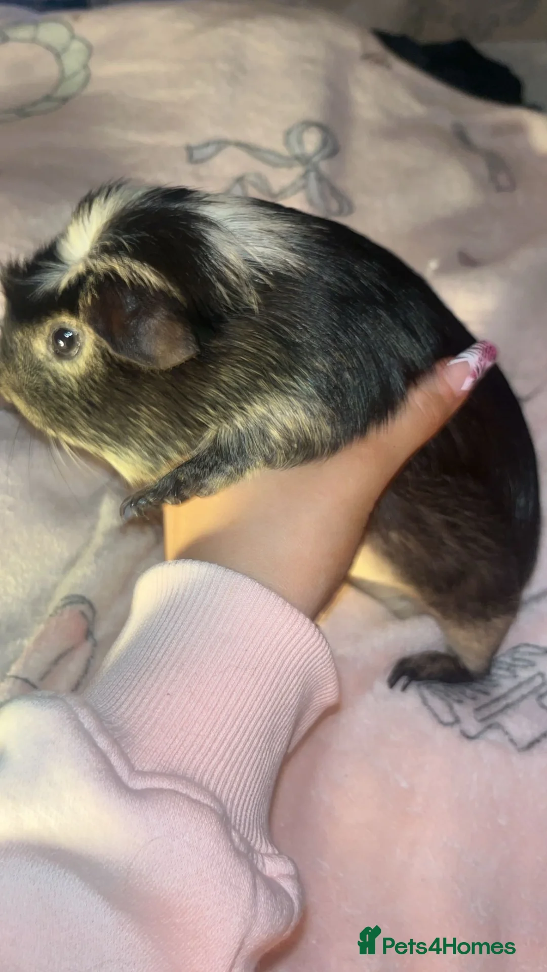 Guinea Pig rodents for sale: Guinea pig brothers looking for forever home in Tillicoultry - Advert 5