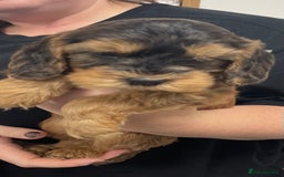 Cockapoo dogs for sale: Cuddly, cute, calm, sable Cockapoo puppies  - Image 13