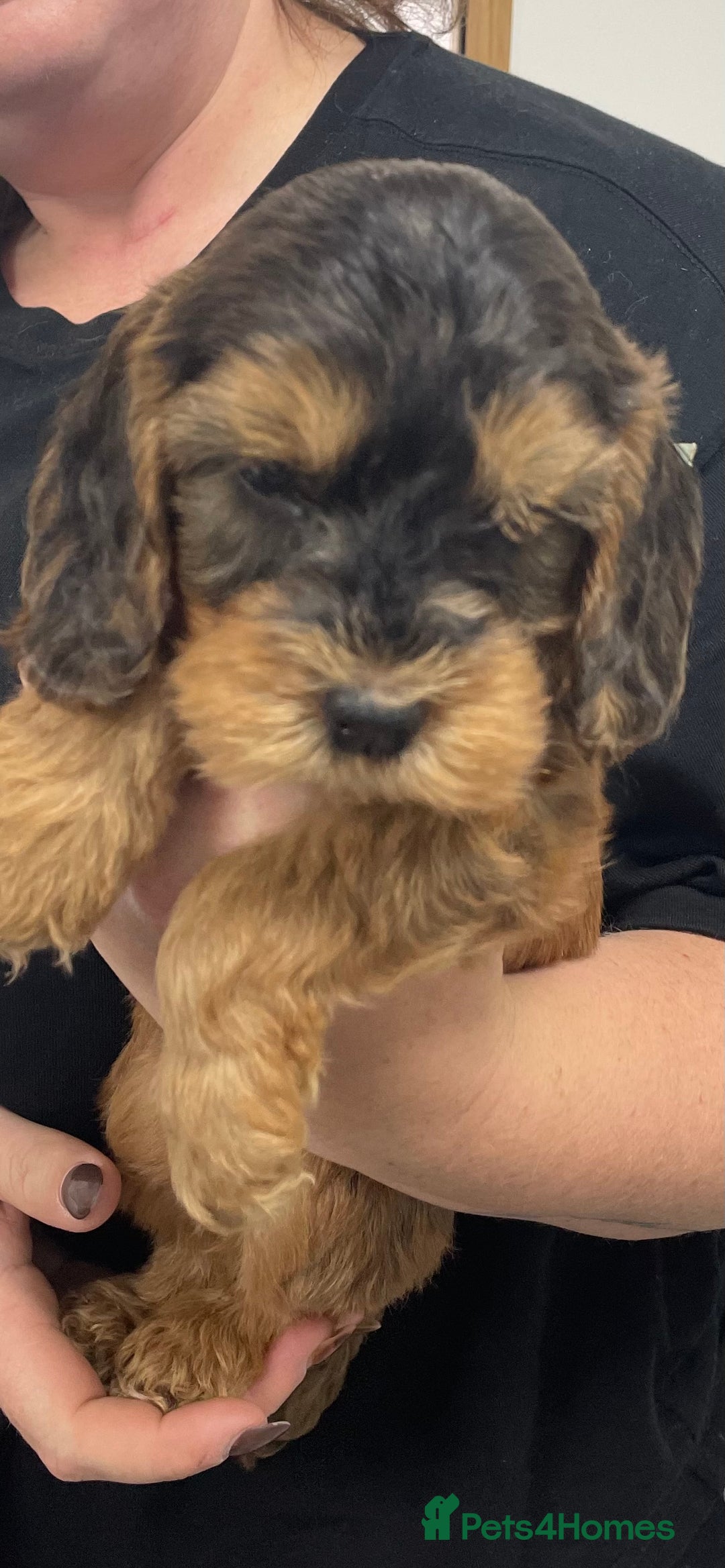 Cockapoo dogs for sale: Cuddly, cute, calm, sable Cockapoo puppies  - Image 13