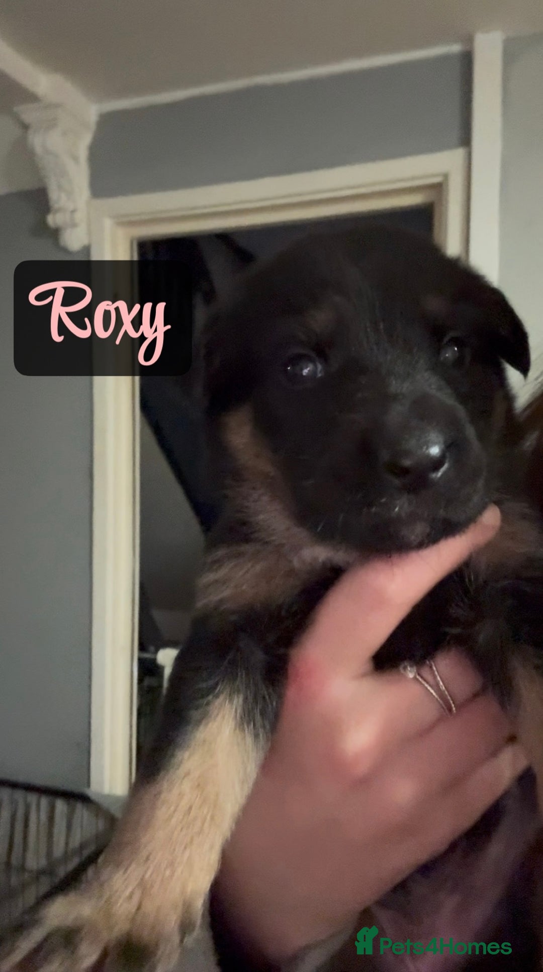 Shepsky dogs for sale: 9 beautiful Shepsky puppies in Doncaster - Advert 1