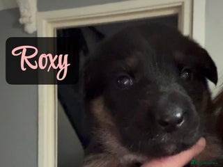 Shepsky dogs 9 beautiful Shepsky puppies in Doncaster - Advert 3