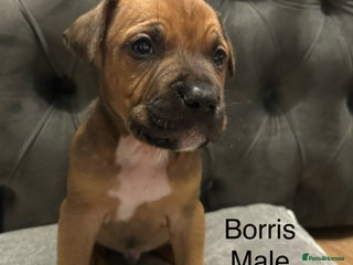 Mixed Breed dogs Beautiful pups - Advert 11