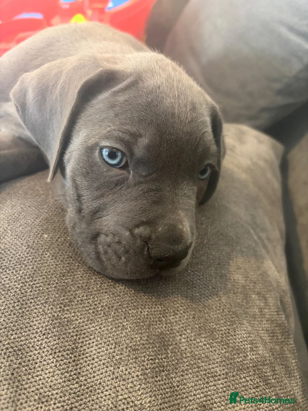 Cane Corso dogs for sale: Beautiful blue cane corso in Cramlington - Advert 2