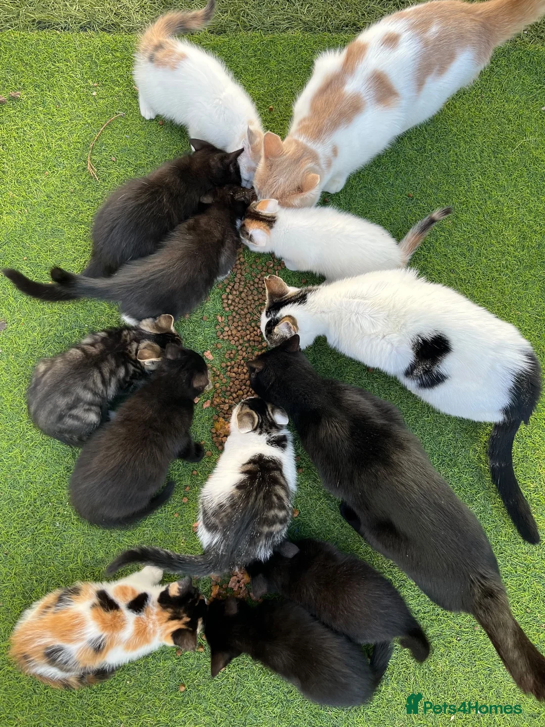 Mixed Breed cats for sale: Adorable kittens in need of a new home ☺️🥰 - Advert 1
