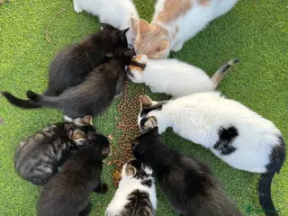 Mixed Breed cats Adorable kittens in need of a new home ☺️🥰 - Advert 1