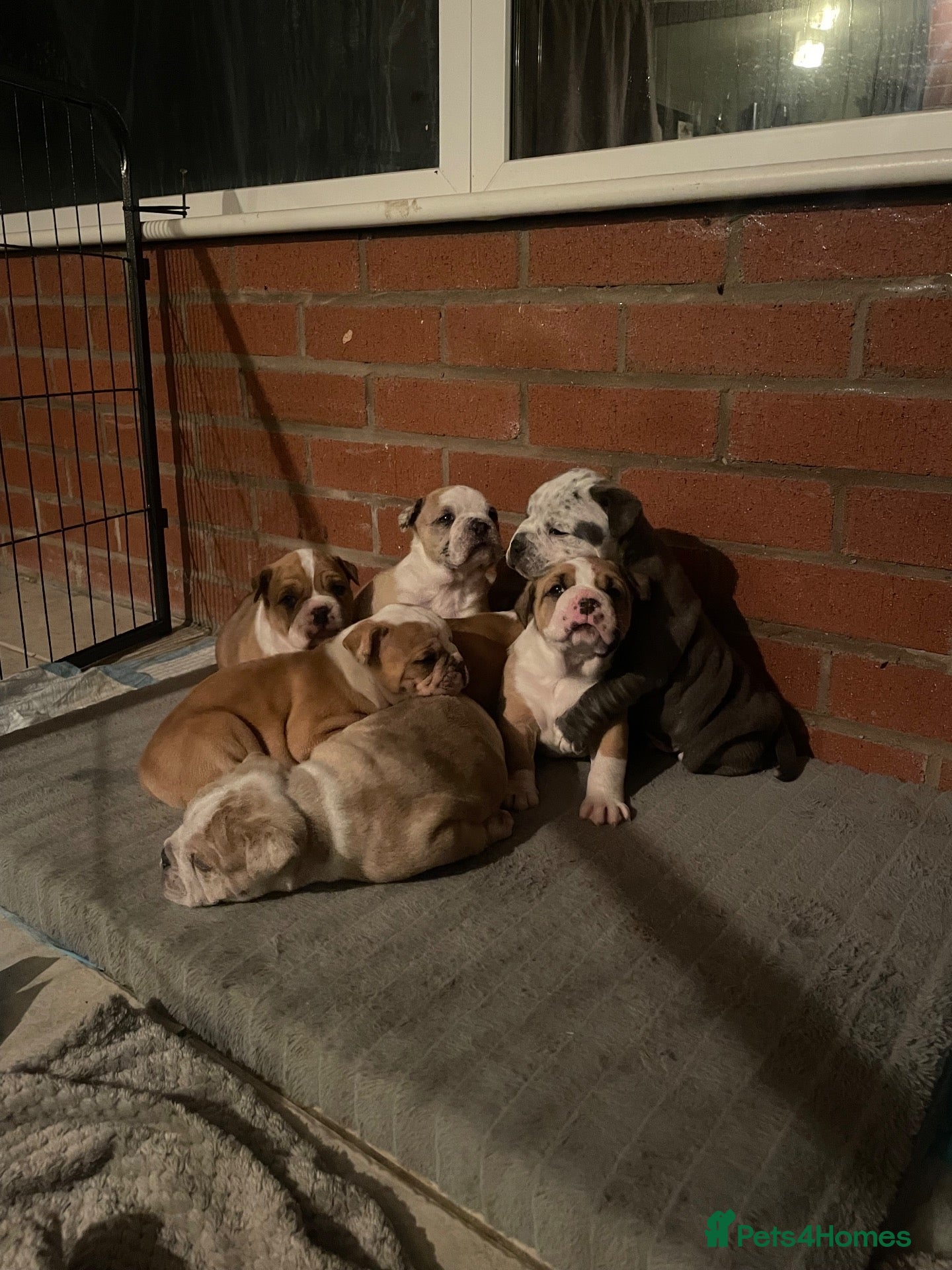 Olde English Bulldogge dogs olde English bulldog puppies - Advert 1