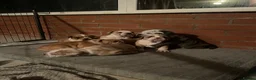 Olde English Bulldogge dogs for sale: olde English bulldog puppies - Advert 1