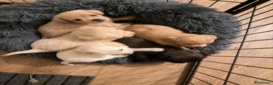 Mixed Breed 4