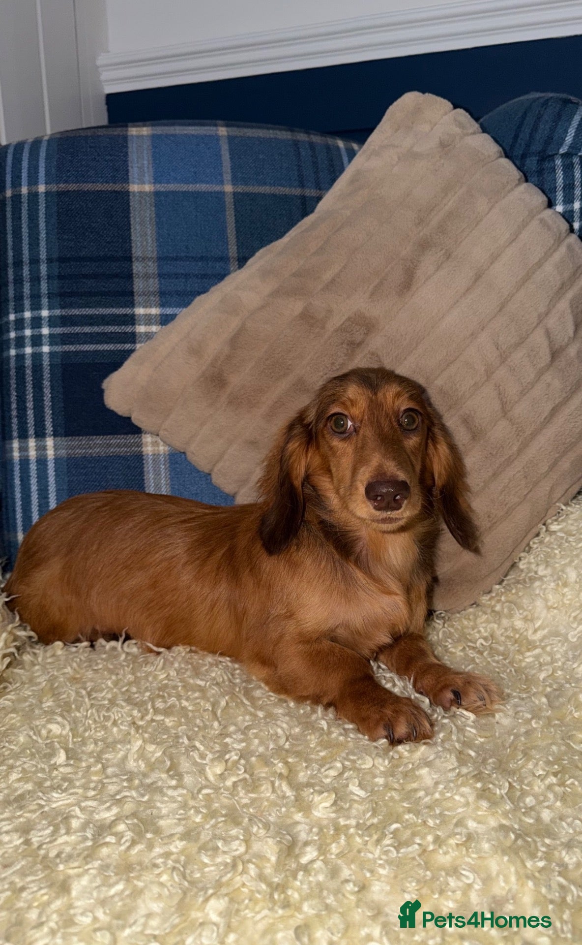 Miniature Dachshund dogs for sale: 🩷Stunning Long Haired Mini Dachshunds💙 - Advert 1