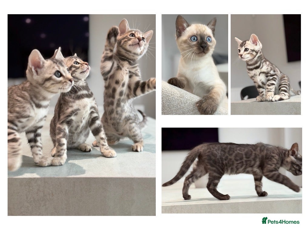 Bengal cats Rare Pedigree Blue and Silver Bengals - Advert 6