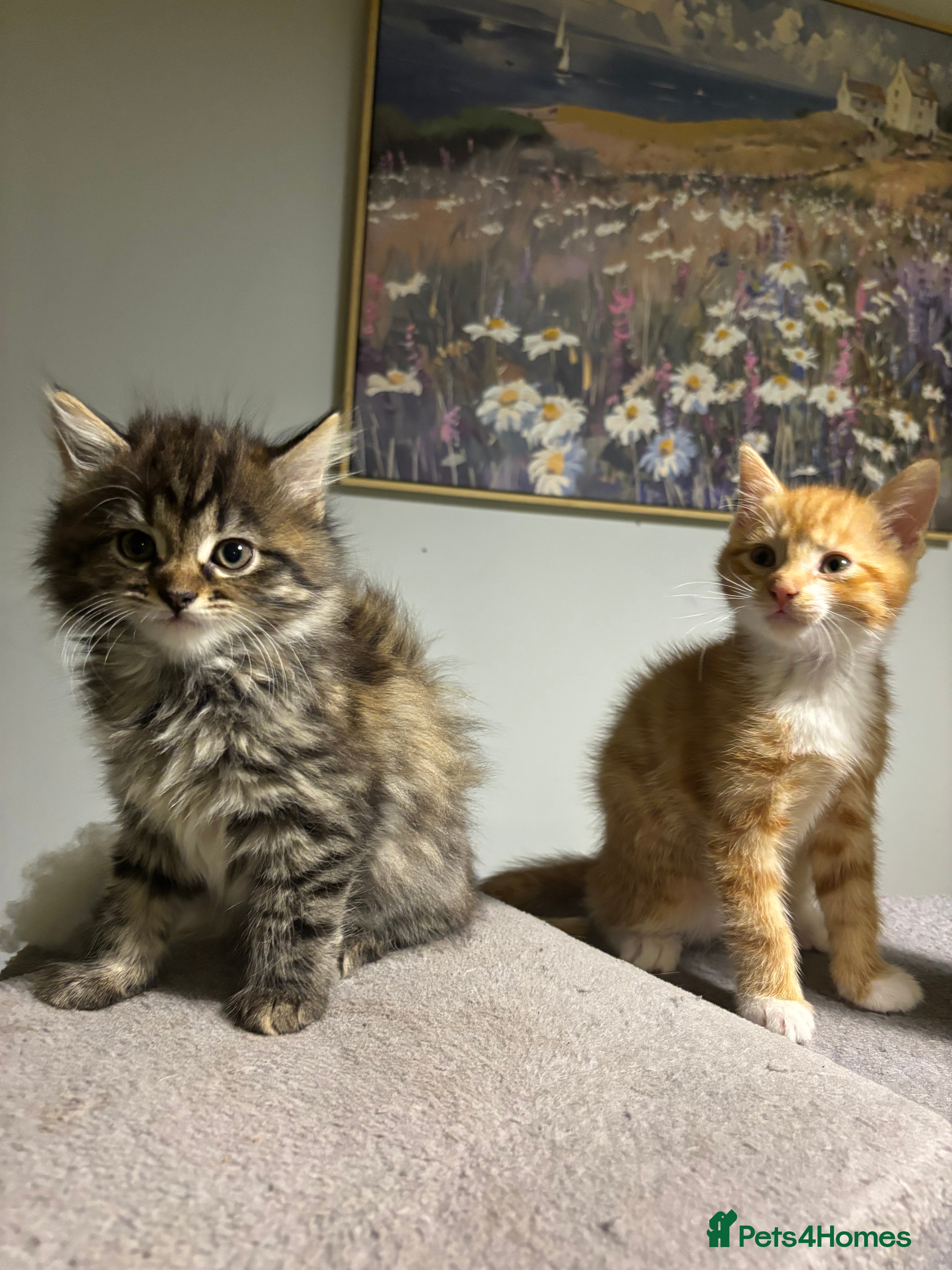 Mixed Breed cats Beautiful Ginger Boy left - Advert 16