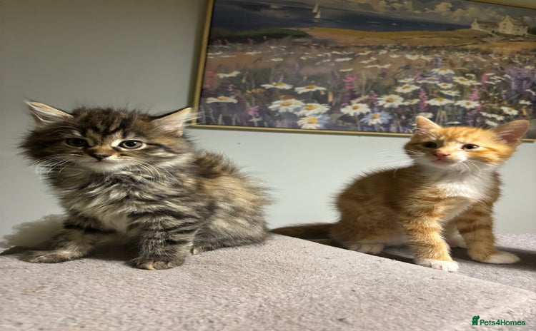 Mixed Breed cats Gorgeous Ginger Boy  - Advert 11