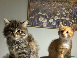 Mixed Breed cats Gorgeous Ginger Boy - Advert 1