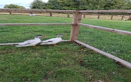 Ducks poultry for sale: Pair of miniature silver appleyard ducks - Image 1