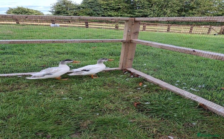 Ducks poultry - Advert 1