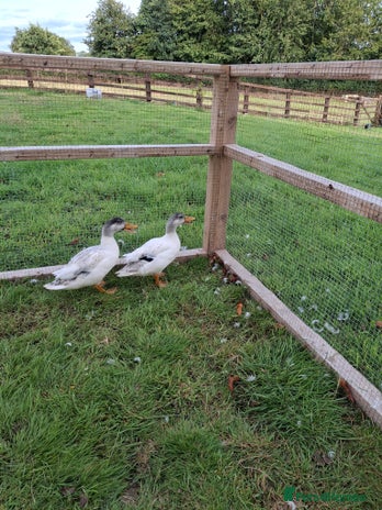 Ducks poultry - Advert 17