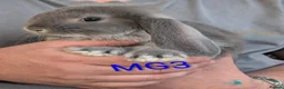 French Lop rabbits for sale: Beautiful french lops - Advert 4