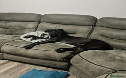 Cane Corso dogs for sale: 2yo cane corso  - Image 2