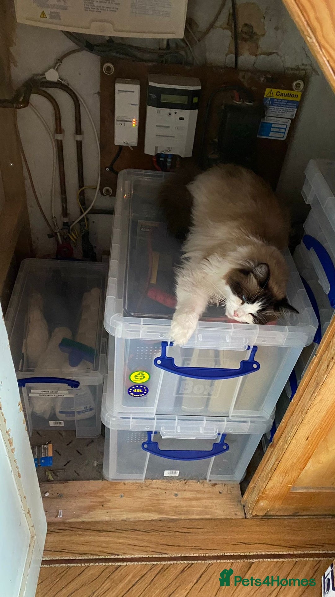 Ragdoll cats for adoption: Dexter the rescue ragdoll - Image 3