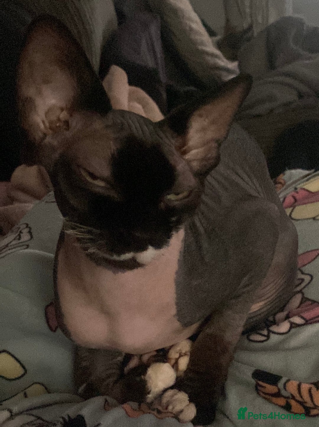 Sphynx cats for sale: X3 beautiful spynx kittens  - Advert 9