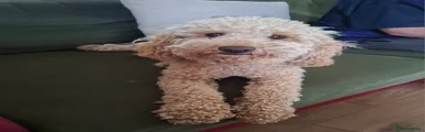 Cockapoo 1