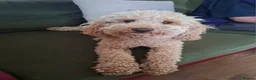 Cockapoo dogs for sale: 2 year old female cockerpoo needing loving home  - Advert 4