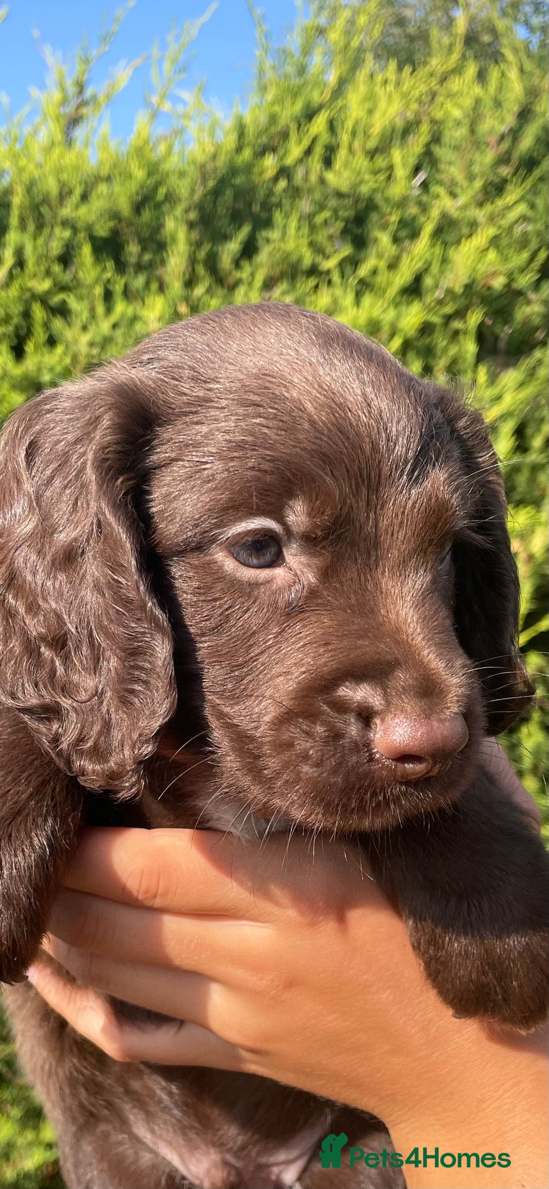Sprocker dogs for sale: Adorable sprockers  - Image 12