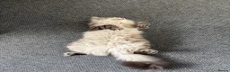 Maine Coon cats for sale: Large Adult Male Cat Half Maine Coon/Mixed Breed in Southend-on-Sea - Advert 8