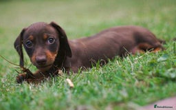 Miniature Dachshund dogs for sale: Miniature Dachshund  - Image 1