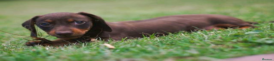 Miniature Dachshund Puppy 1