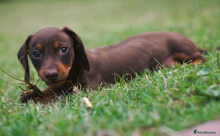 Miniature Dachshund dogs - Advert 9