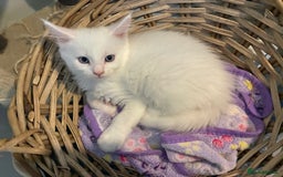 Maine Coon cats for sale: Purebred GCCF Maine Coon kittens - Image 11