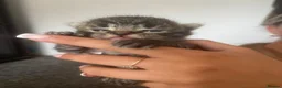 Mixed Breed cats for sale: 4 beautiful mixed breed kittens in Newton Abbot - Advert 8