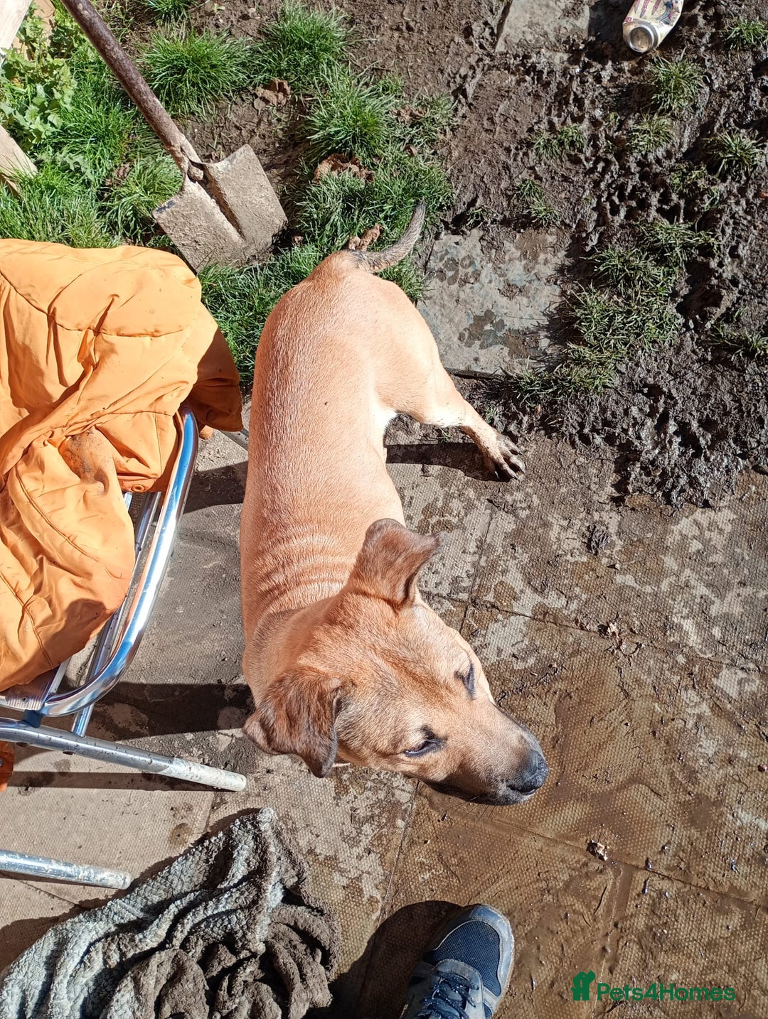 Mixed Breed dogs for sale: Female boerboel x presa canario - Image 4