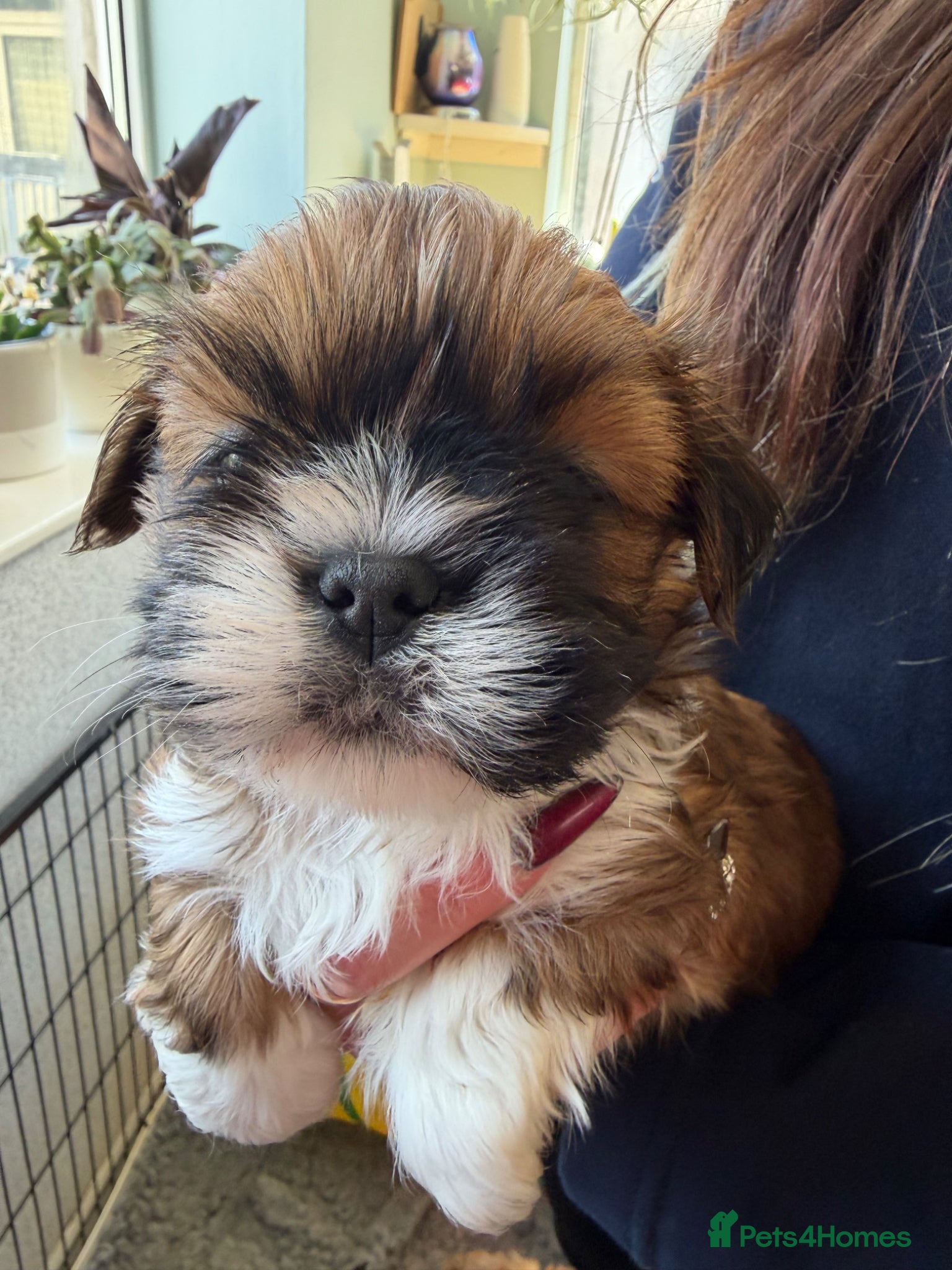 Lhasa Apso dogs 5 stunning boys available - Advert 2