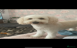 Miniature Poodle dogs for sale: 3 year old miniature poodle  - Advert 2