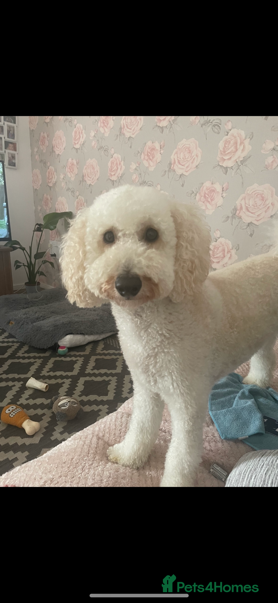 Miniature Poodle dogs for sale: 3 year old miniature poodle  - Advert 2