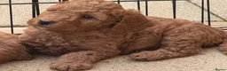 Labradoodle dogs for sale: F1BB Miniature Labradoodle Puppies – Home Raised - Advert 12