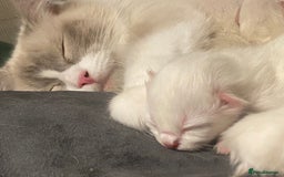 Ragdoll cats for sale: Purebred Male Ragdoll for sale - Image 12