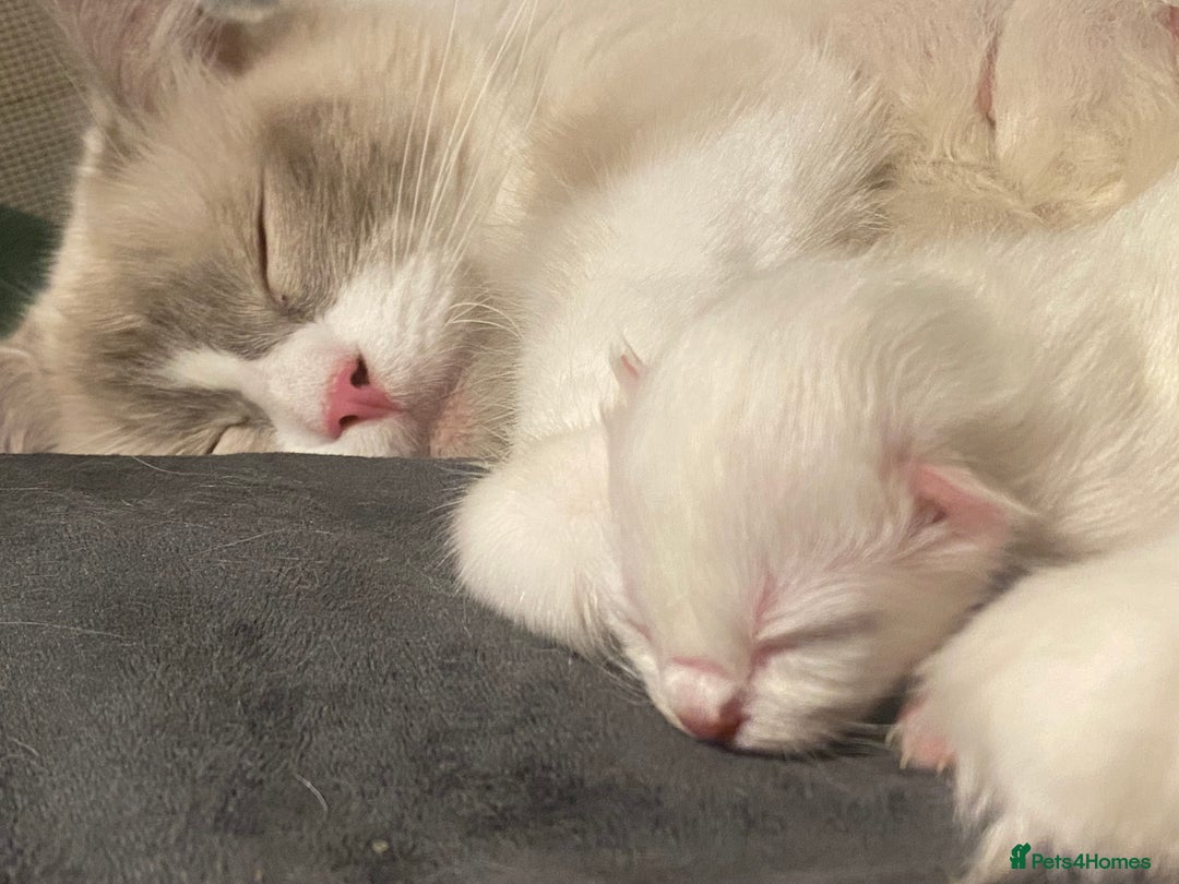 Ragdoll cats for sale: Purebred Male Ragdoll for sale - Image 12