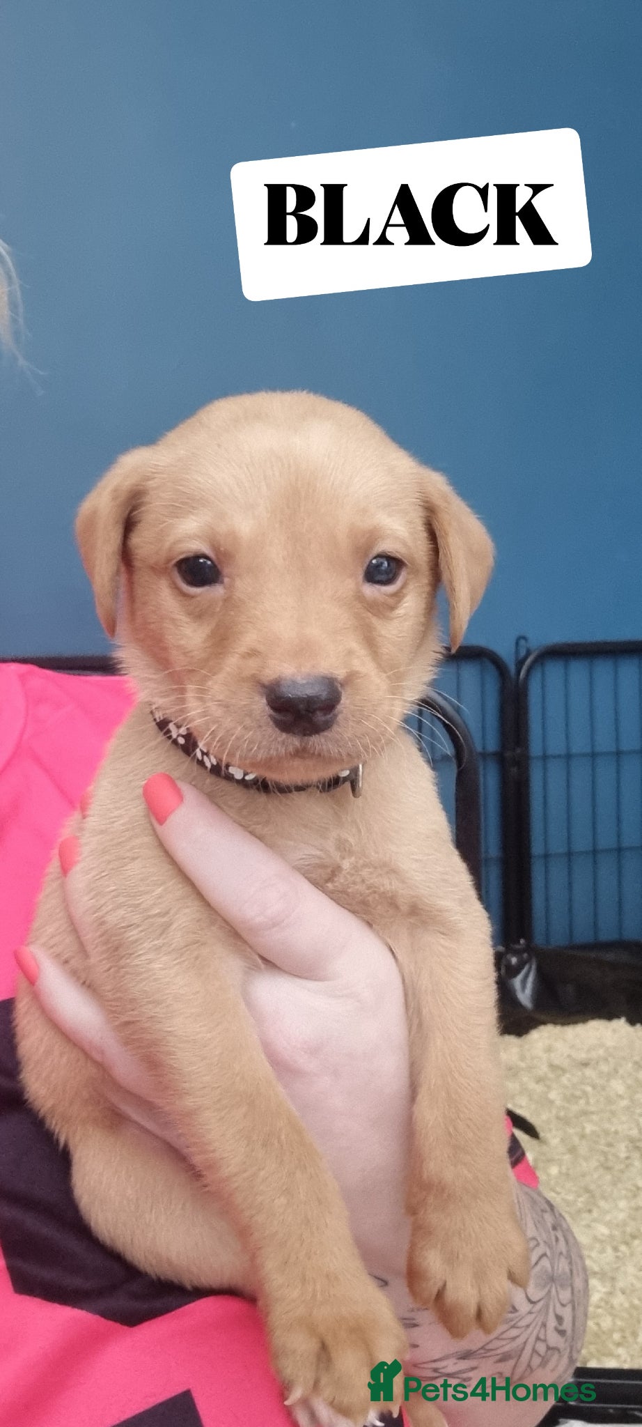 Labrador Retriever dogs LABRADOR PUPS FOR SALE! Red Fox, Yellow & Black 🐾 - Advert 2