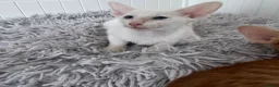 Oriental cats for sale: Beautiful oriental kittens  - Advert 6