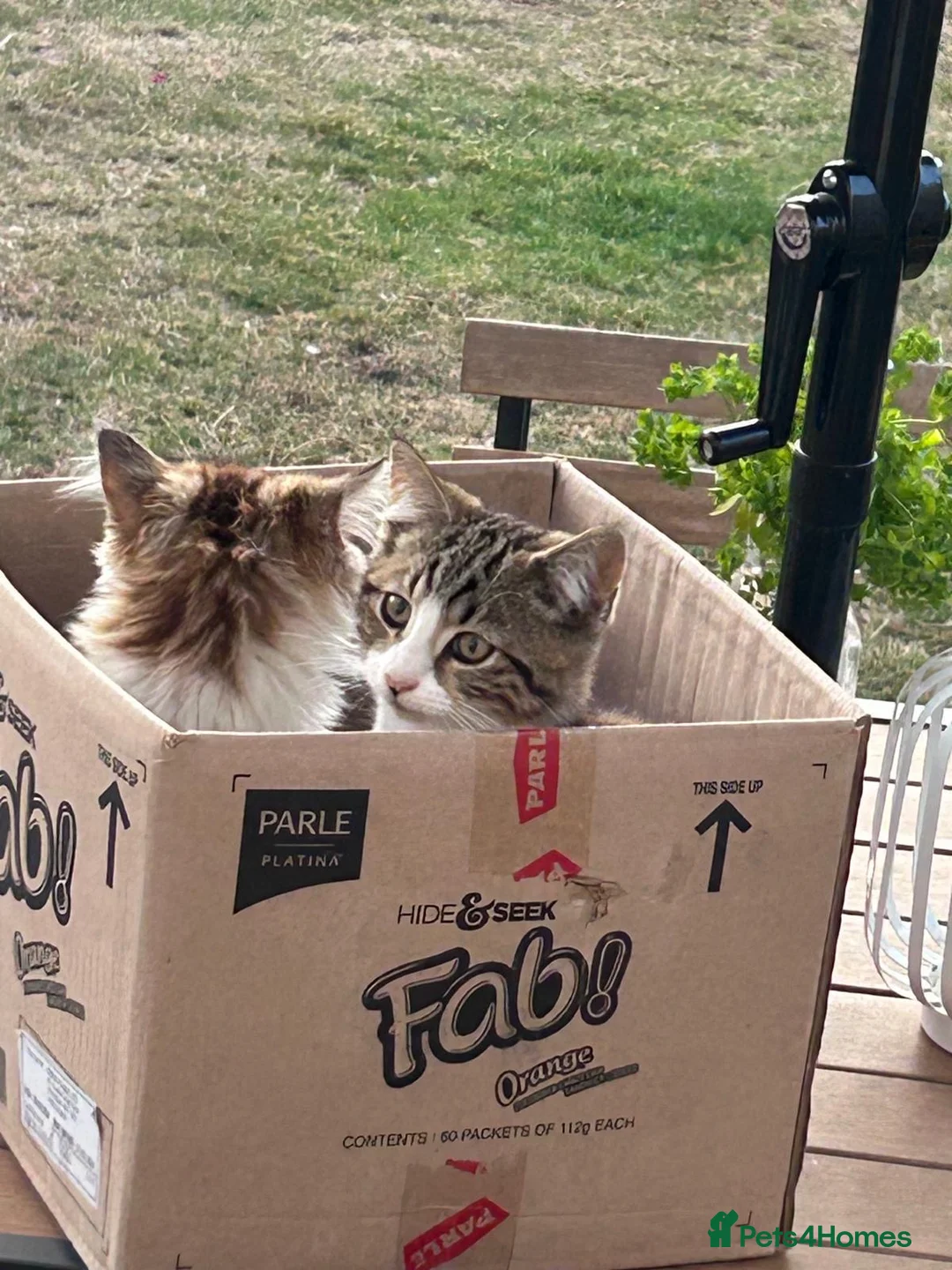 Mixed Breed cats for sale: Sushi and kiki in Birmingham - Advert 2