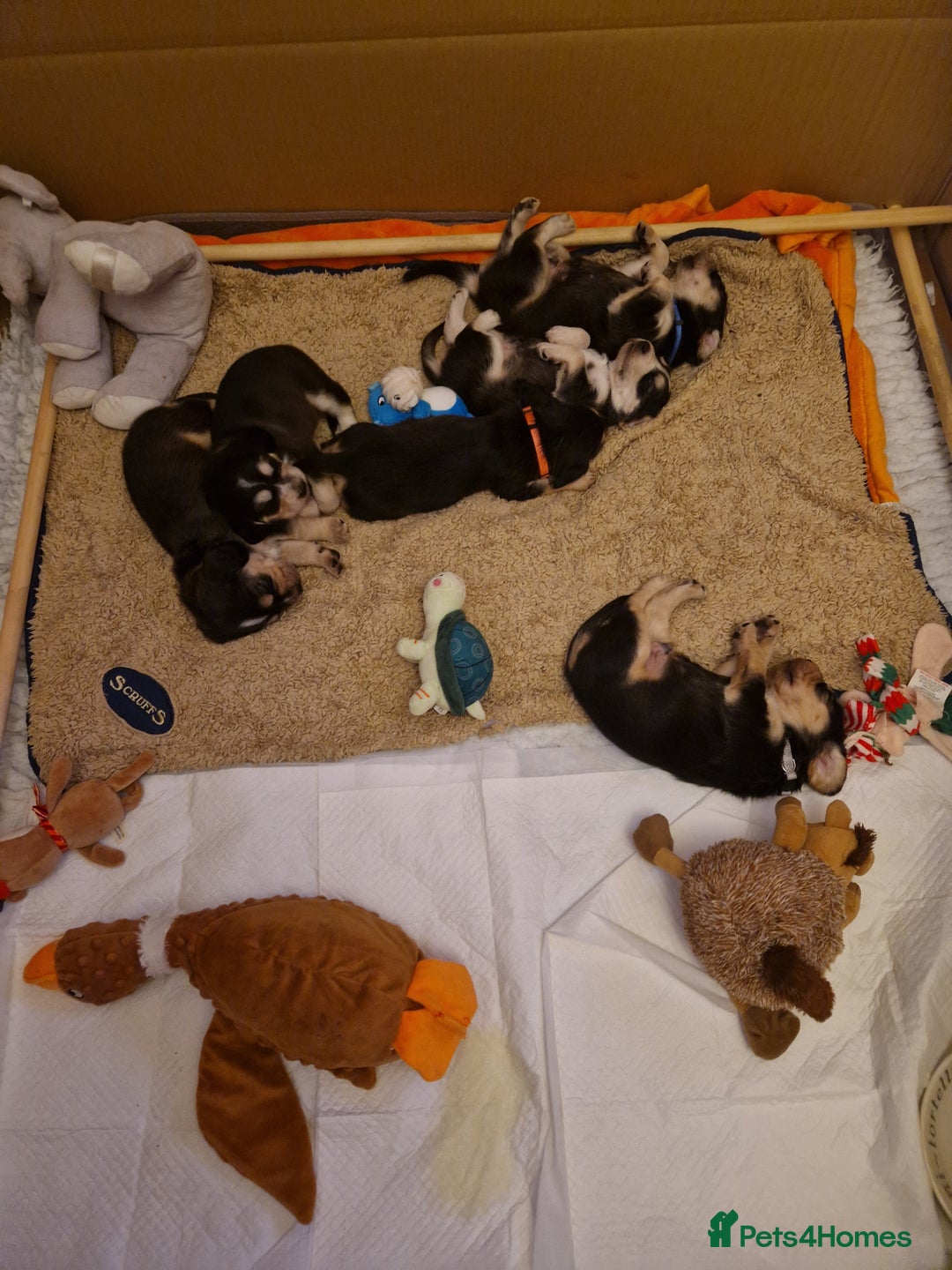 Cockerdor dogs for sale: Stunning Tri-coloured Cockerdors - Image 14