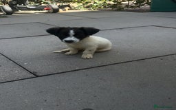 Jack Russell dogs for sale: Puppy for sale  - Image 2
