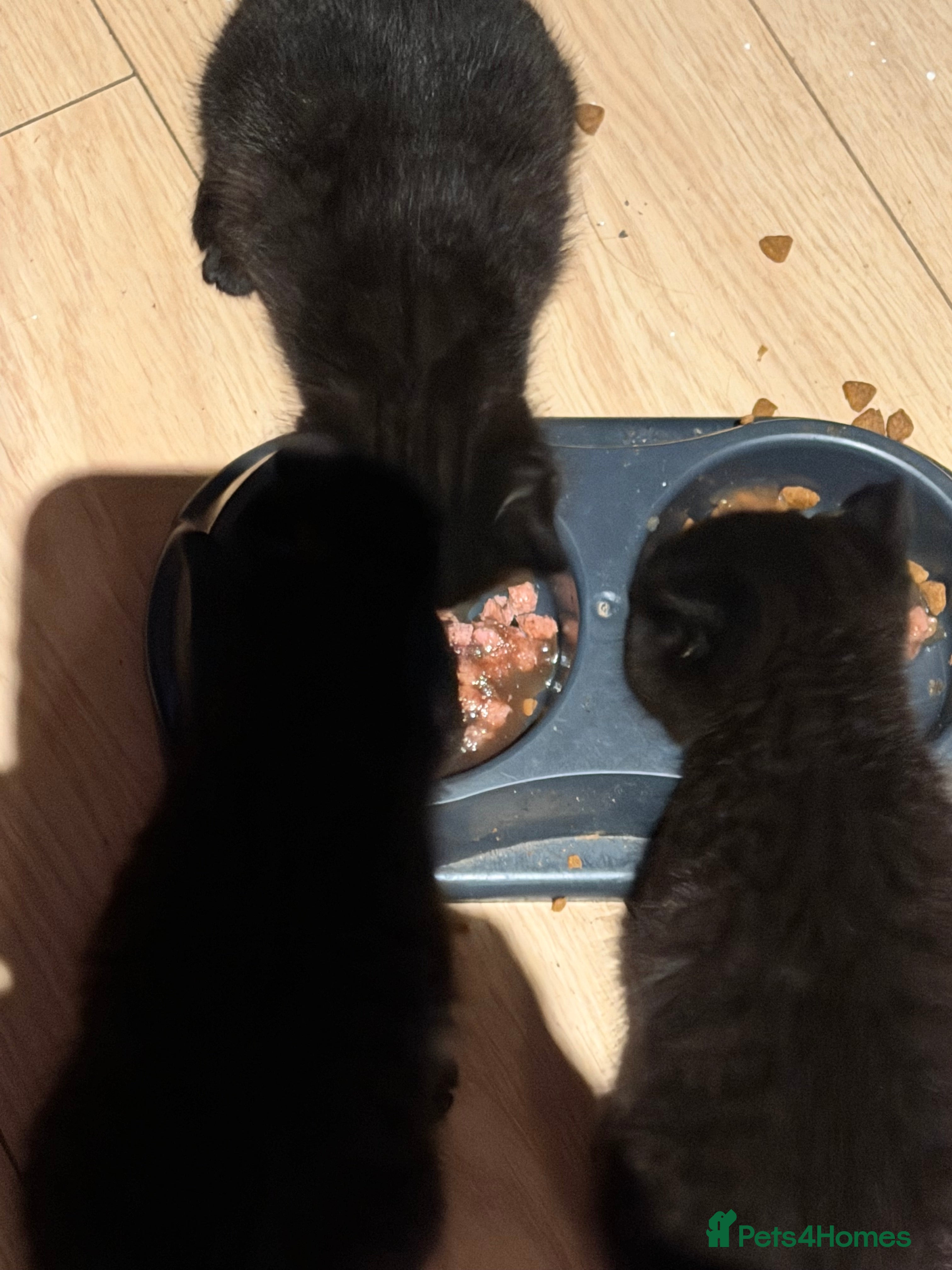 Bombay cats Three black kittens  - Advert 1