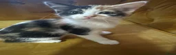 Mixed Breed cats for sale: Ragdoll x Turkish van kittens  - Advert 2