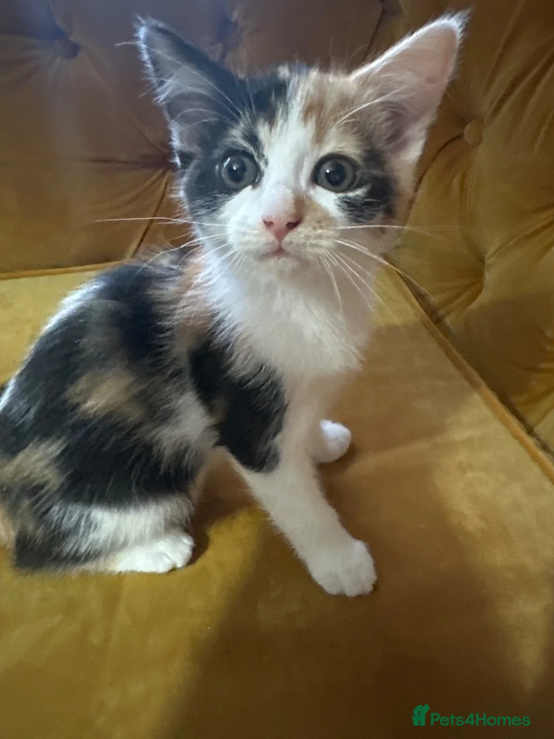 Mixed Breed cats for sale: Ragdoll x Turkish van kittens  - Advert 2